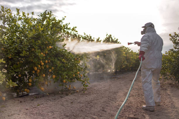Best Insect Control  in Elk Grove Vlage, IL