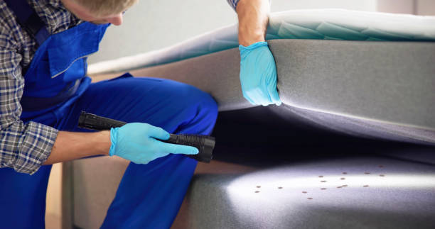 Best Wasp Removal Services  in Elk Grove Vlage, IL