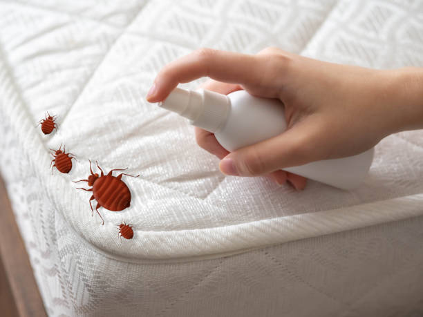 Best Pest Control Near Me  in Elk Grove Vlage, IL