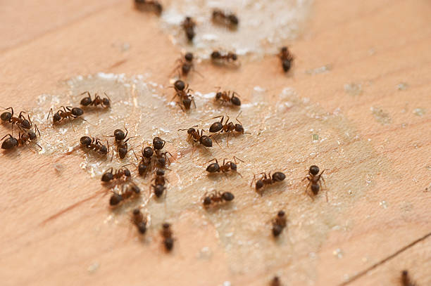 Best Best Pest Control Companies  in Elk Grove Vlage, IL