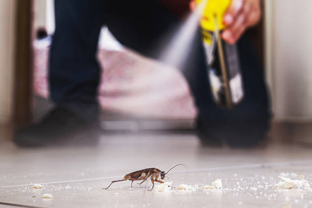 Best Pest Prevention Services  in Elk Grove Vlage, IL