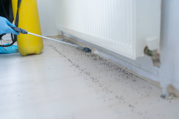Best Local Pest Control Services  in Elk Grove Vlage, IL